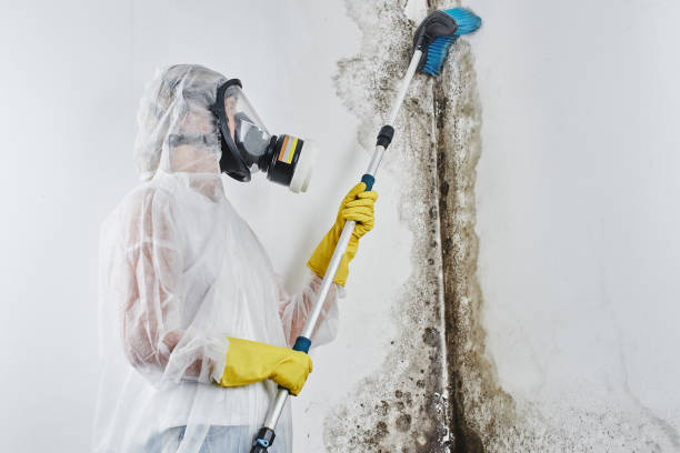 Trusted Winfield, IA Mold Removal Experts