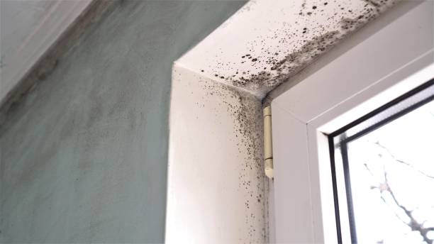 Best Residential Mold Removal  in Winfield, IA