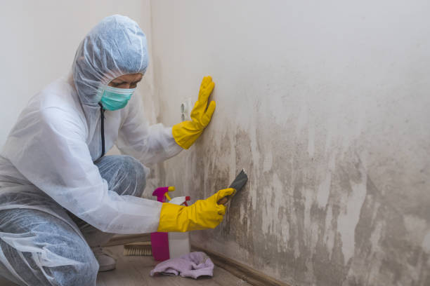 Best Office Mold Removal Services  in Winfield, IA