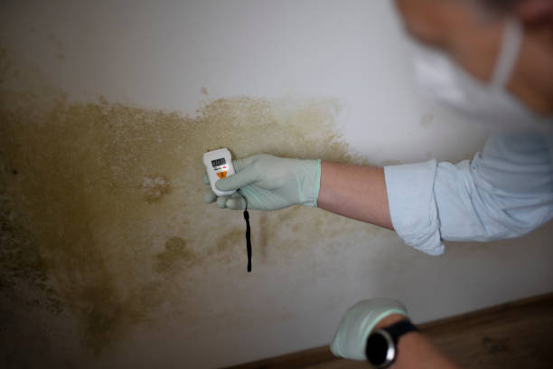 Best Home Mold Removal  in Winfield, IA