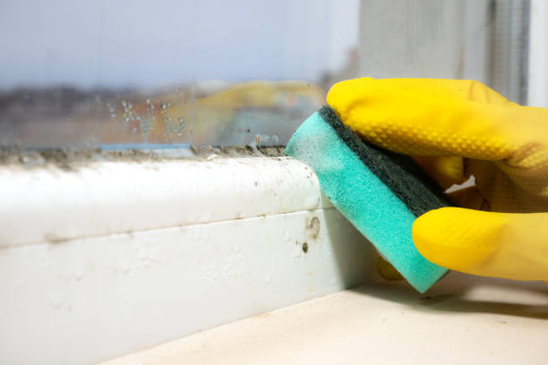 Best Emergency Mold Removal  in Winfield, IA