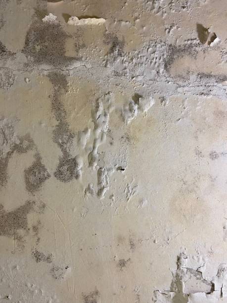 Best Crawl Space Mold Removal  in Winfield, IA