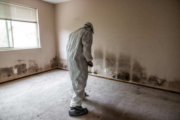 Best Fast Mold Removal  in Winfield, IA