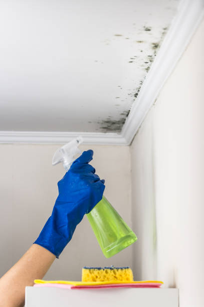 Best Local Mold Removal Service  in Winfield, IA