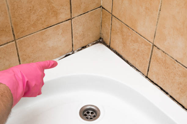 Best Mold Cleaning Services  in Winfield, IA